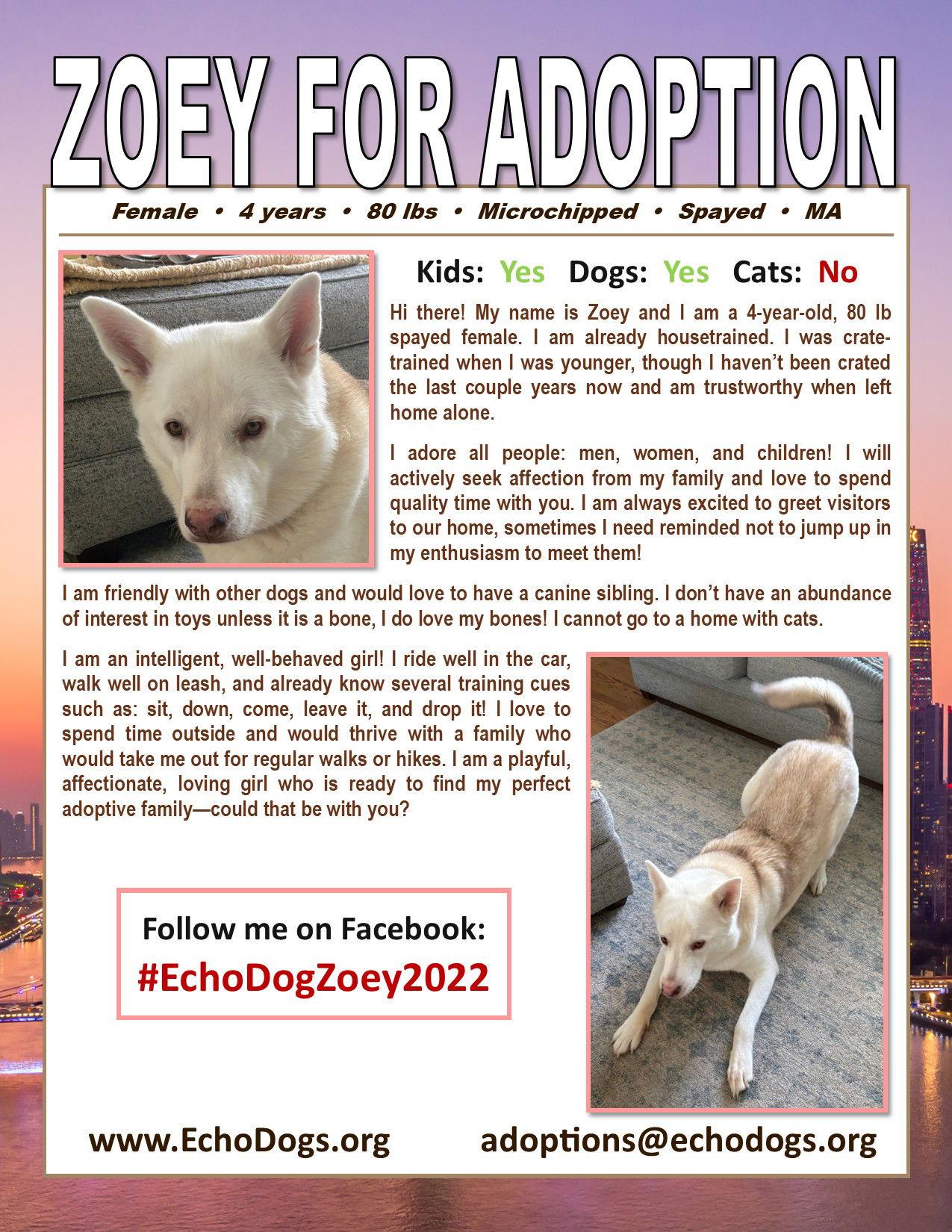Enlarge Zoey, a Adoptable White German Shepherd in Londonderry, NH image 2/3