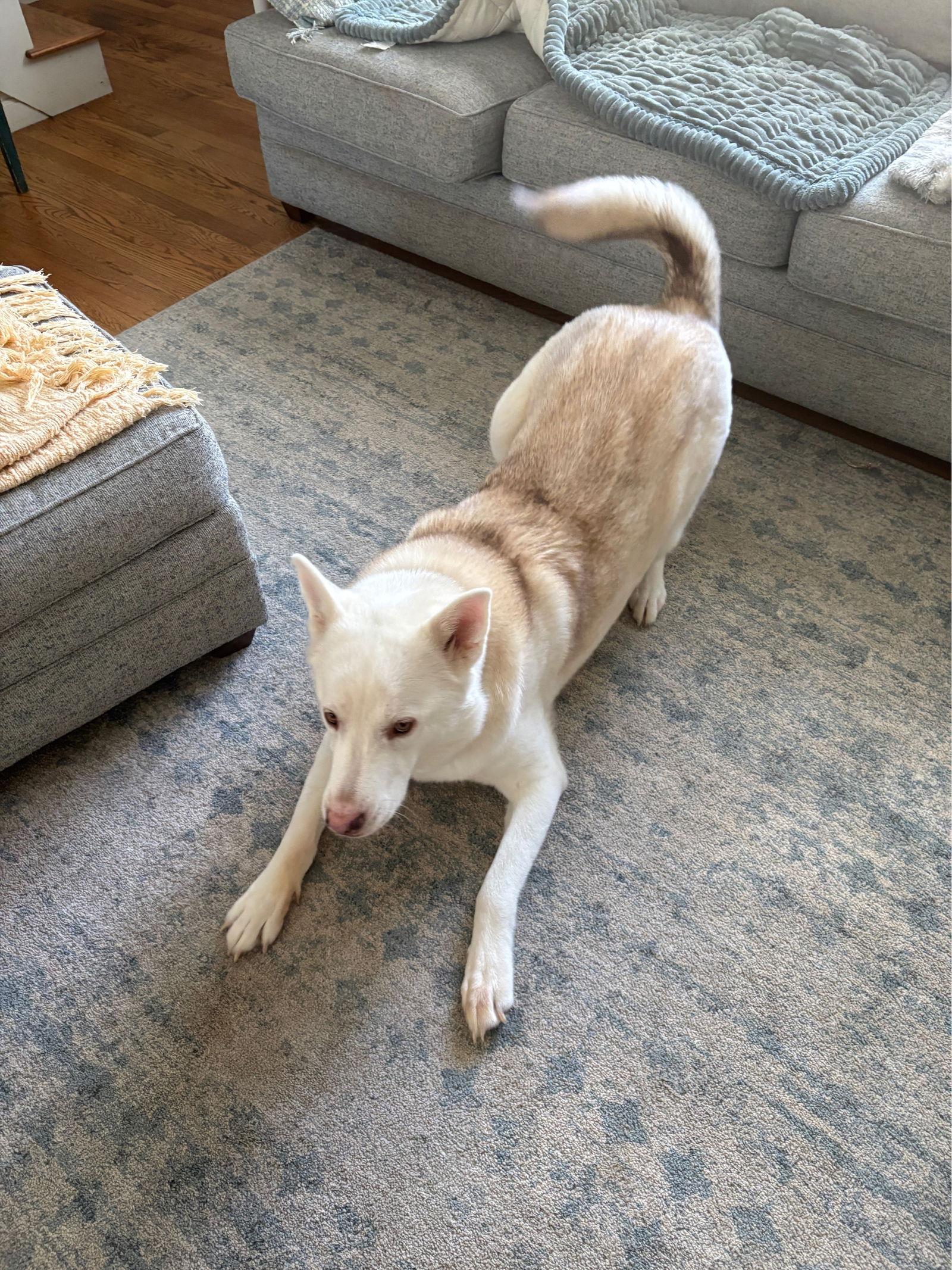 Enlarge Zoey, a Adoptable White German Shepherd in Londonderry, NH image 3/3