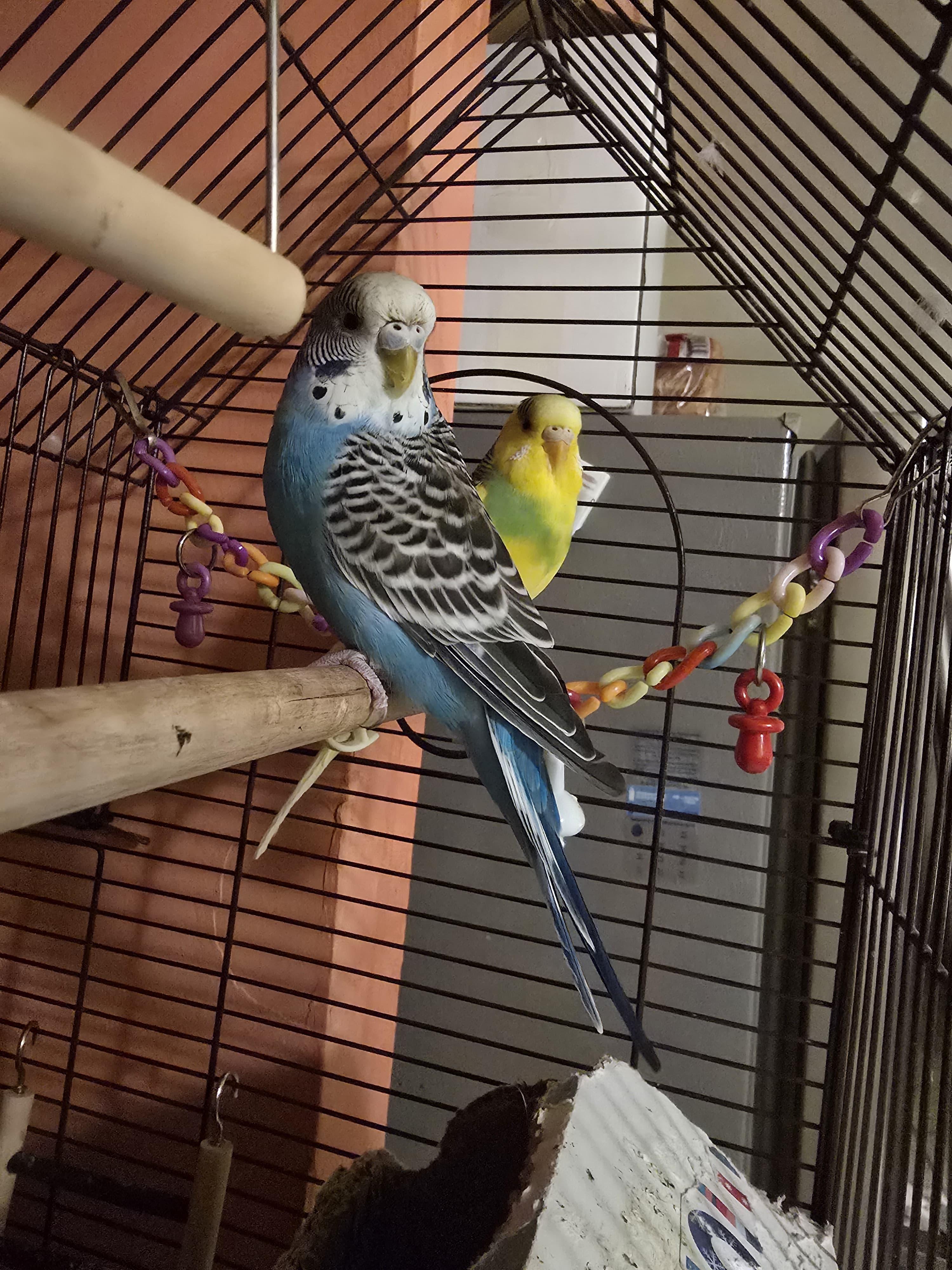 Bluey & Yelli, a Adoptable Budgie / Budgerigar in North Babylon, NY image 1/2