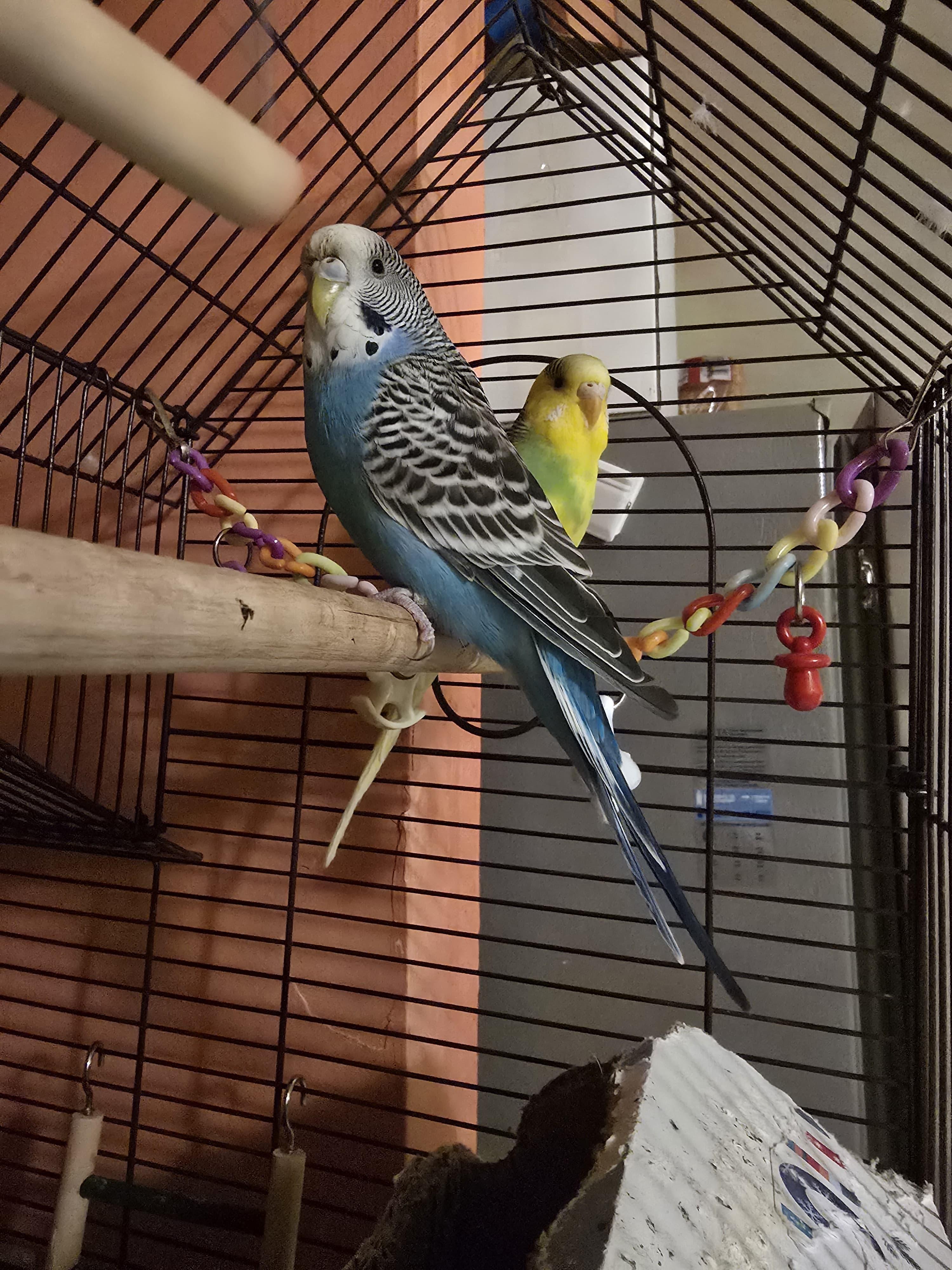 Bluey & Yelli, a Adoptable Budgie / Budgerigar in North Babylon, NY image 2/2