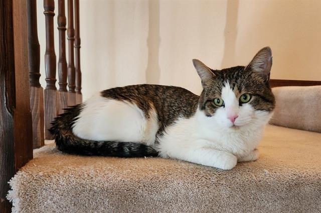 SATURN, Adoptable, Young Male Domestic Short Hair.