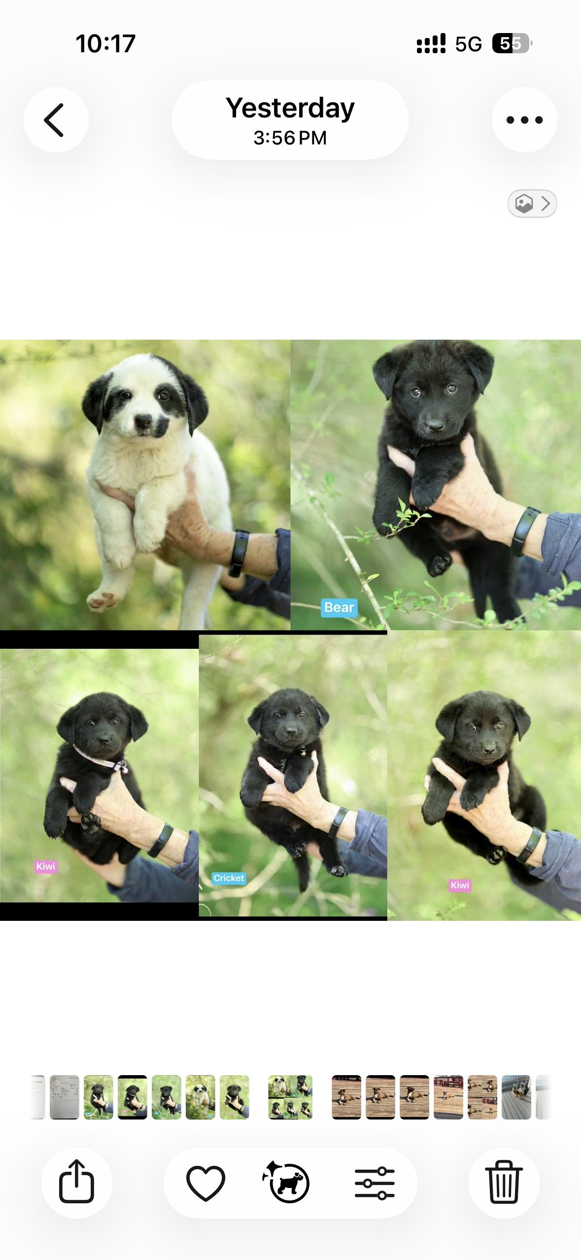 Panda, cricket, Bear, kiwi and koala, Adoptable, Puppy Male Border Collie.