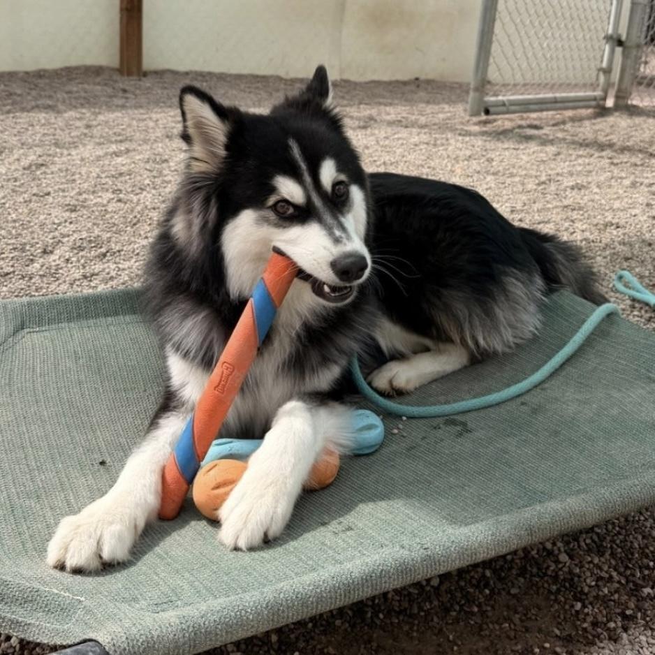 Loki, a Adoptable Klee Kai in Hurricane, UT image 1/6