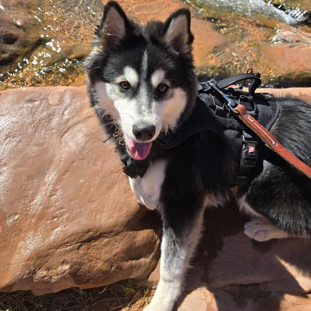 Loki, a Adoptable Klee Kai in Hurricane, UT image 2/6