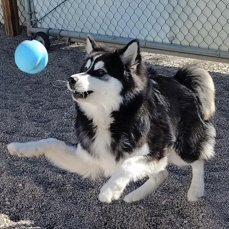Loki, a Adoptable Klee Kai in Hurricane, UT image 3/6