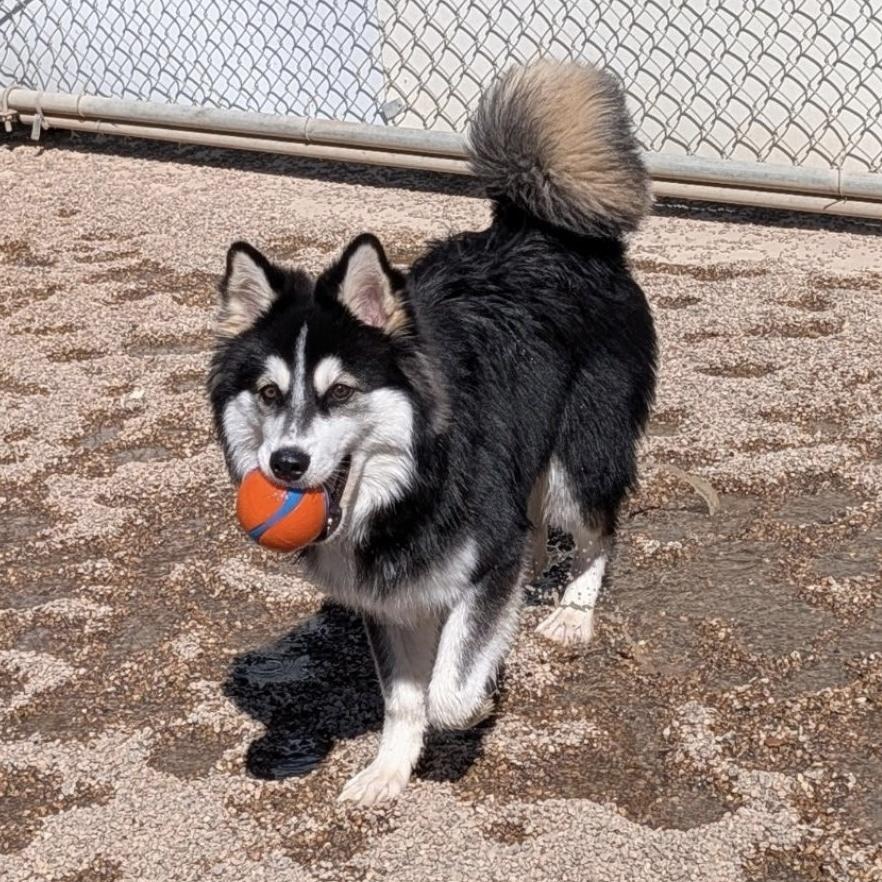 Loki, a Adoptable Klee Kai in Hurricane, UT image 4/6