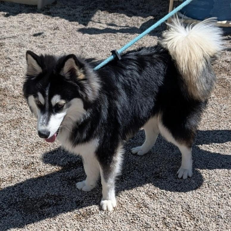 Loki, a Adoptable Klee Kai in Hurricane, UT image 5/6