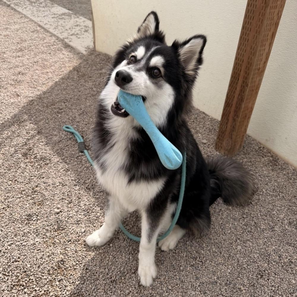 Loki, a Adoptable Klee Kai in Hurricane, UT image 6/6