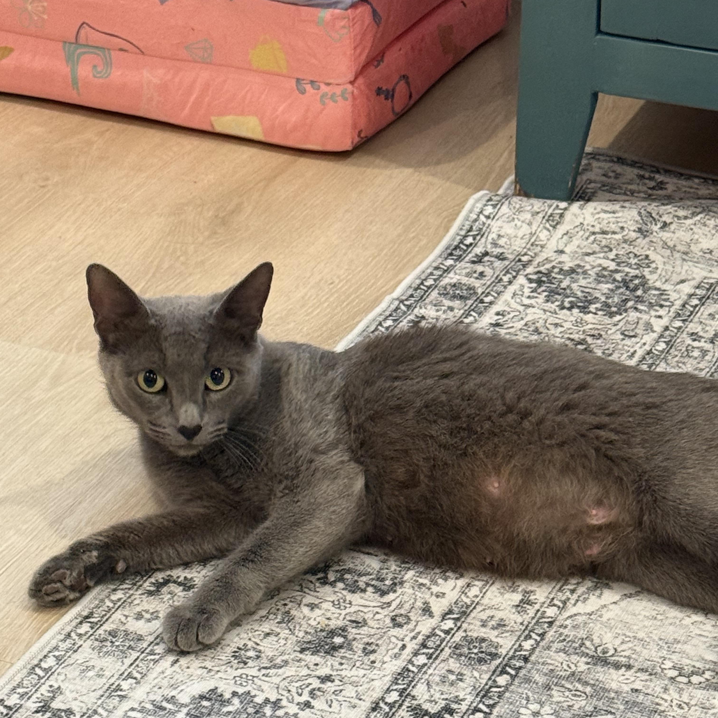 Poppy, an adopted Russian Blue in Brattleboro, VT image 2/5