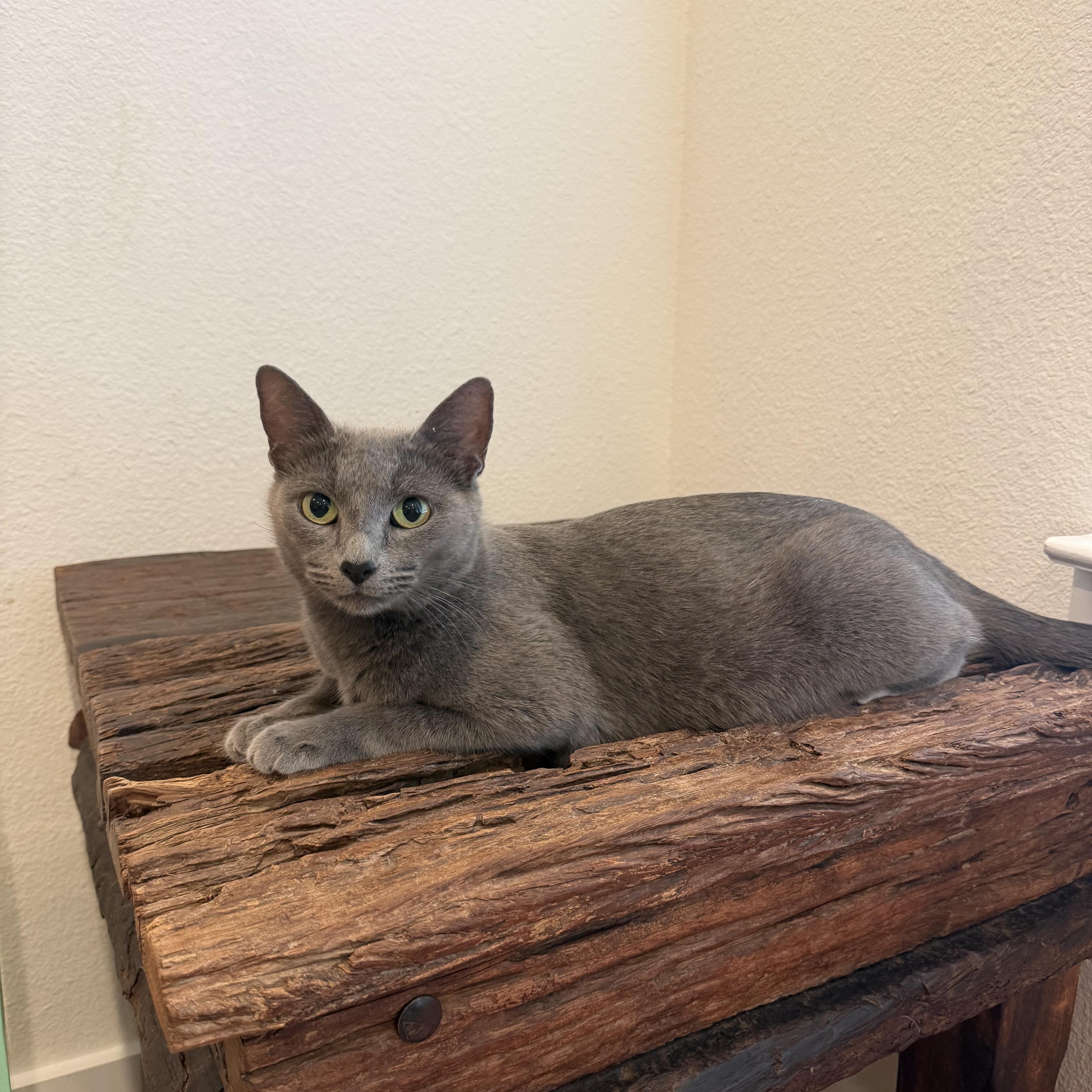 Poppy, an adopted Russian Blue in Brattleboro, VT image 1/5