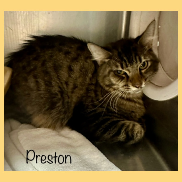 Cat for adoption PRESTON, a Domestic Long Hair in Marietta, GA