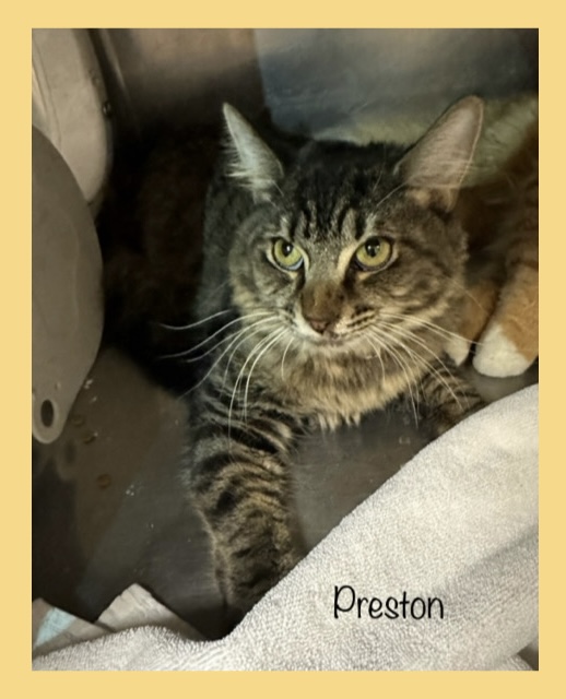 Cat for adoption PRESTON, a Domestic Long Hair in Marietta, GA