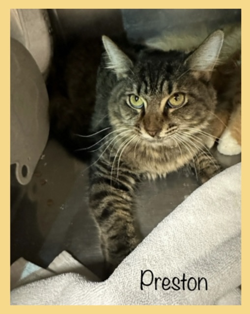 Cat for adoption PRESTON, a Domestic Long Hair in Marietta, GA