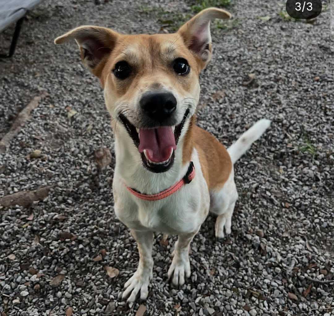 Enlarge Skippy, a Adoptable mixed breed in Baton Rouge, LA image 1/3