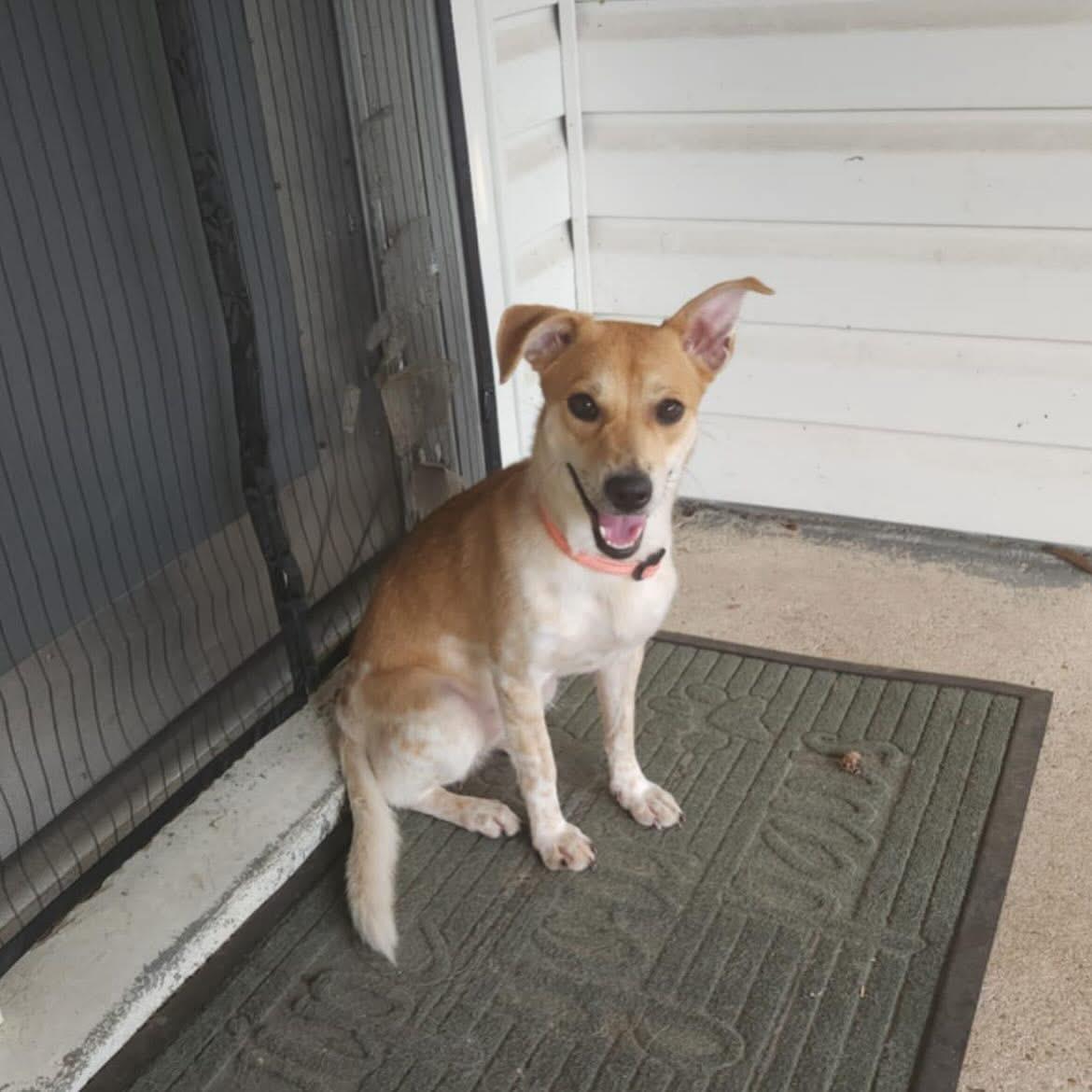 Skippy, Adoptable, Young Female Terrier.