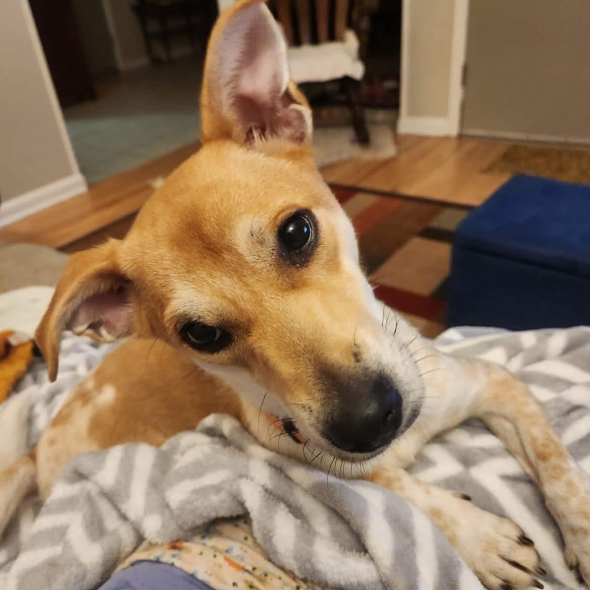 Enlarge Skippy, a Adoptable mixed breed in Baton Rouge, LA image 3/3