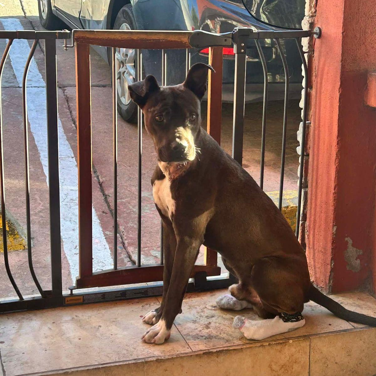 Choco, ADOPTABLE, Young Male Pit Bull Terrier.