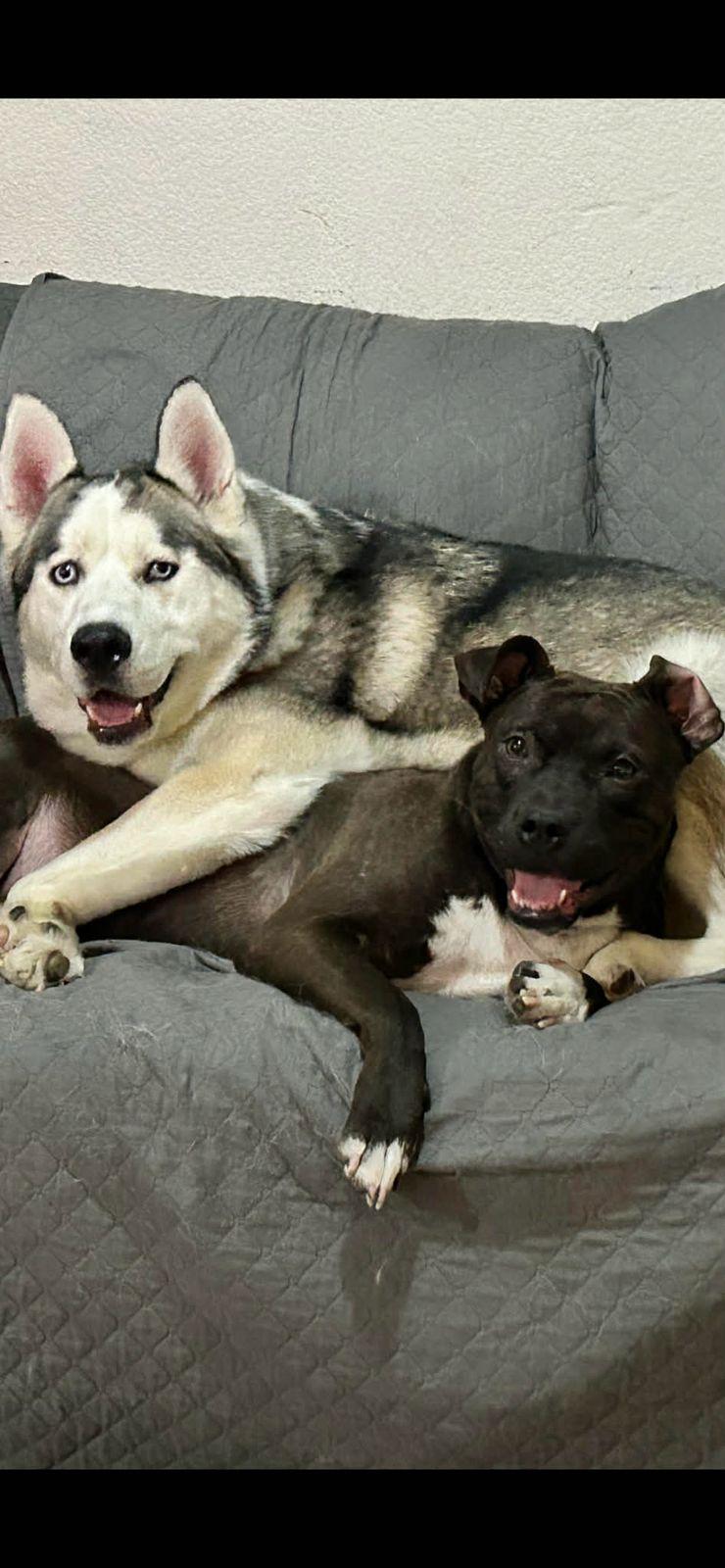 Enlarge Choco, a ADOPTABLE mixed breed in Tijuana, BCN image 3/6