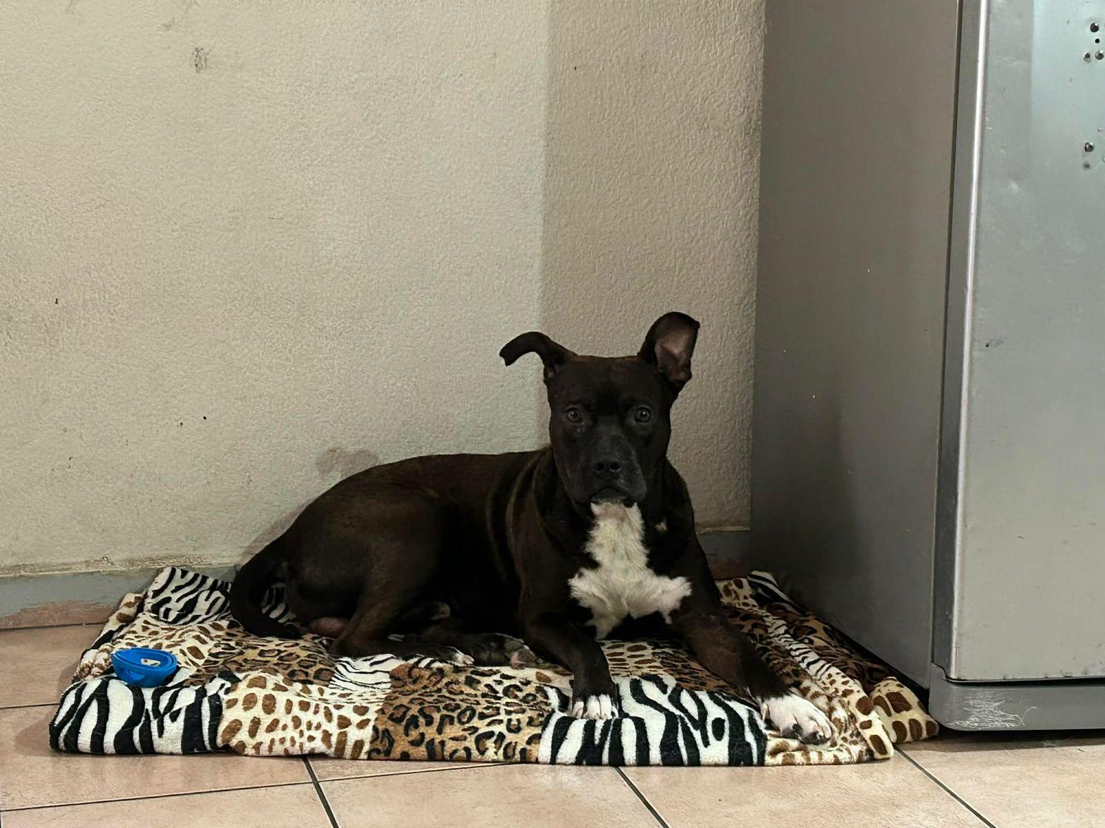 Enlarge Choco, a ADOPTABLE mixed breed in Tijuana, BCN image 2/6