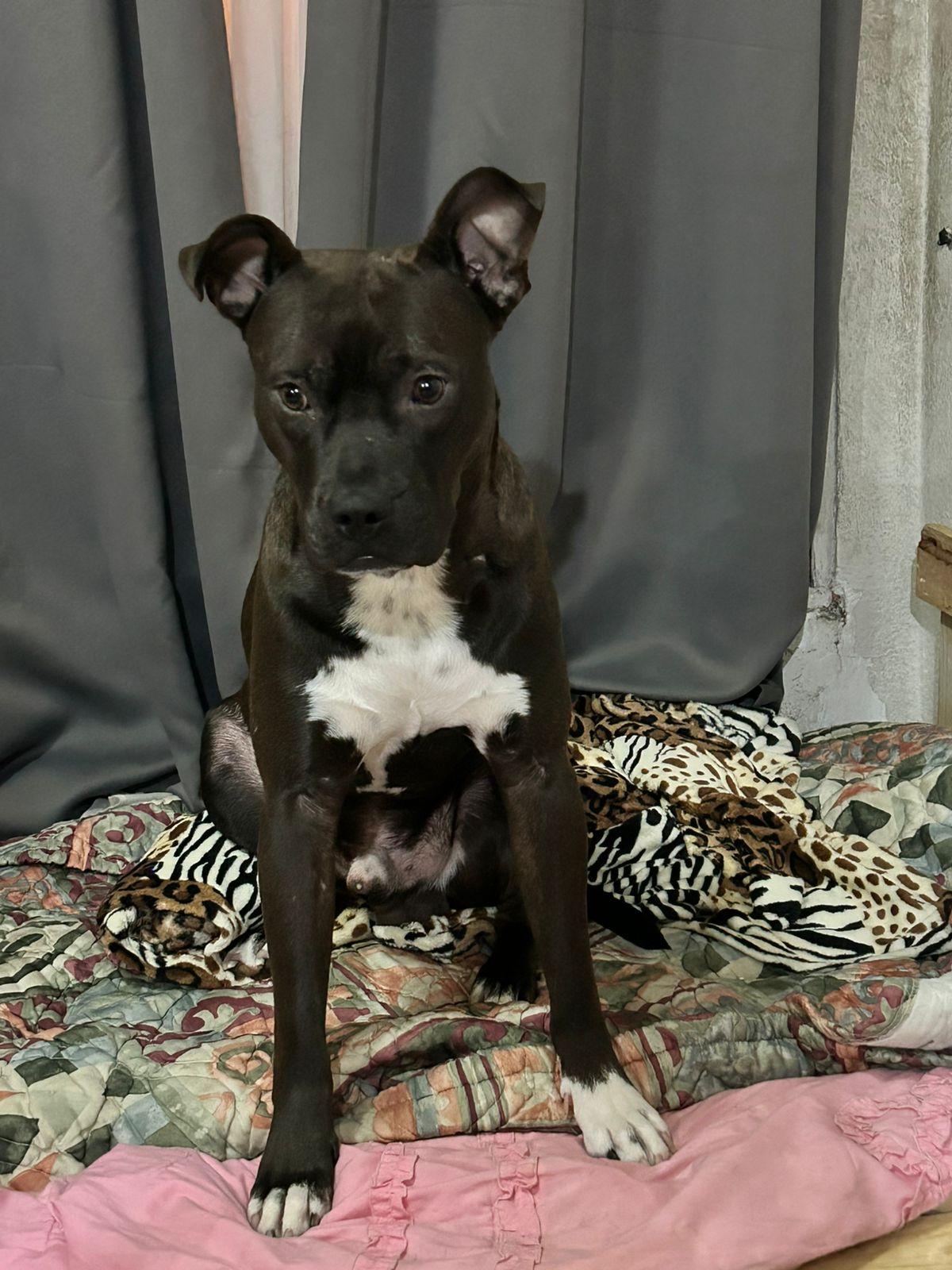 Enlarge Choco, a ADOPTABLE mixed breed in Tijuana, BCN image 5/6