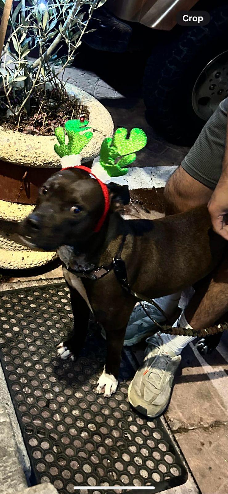 Enlarge Choco, a ADOPTABLE mixed breed in Tijuana, BCN image 6/6