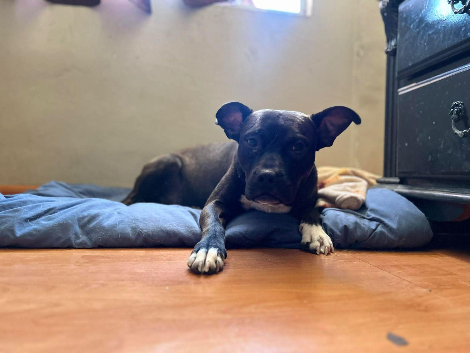 Enlarge Choco, a ADOPTABLE mixed breed in Tijuana, BCN image 4/6