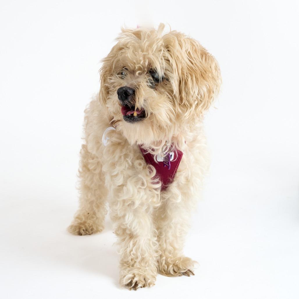 Enlarge Aerobics 13723, a Adoptable Maltese in San Francisco, CA image 1/6