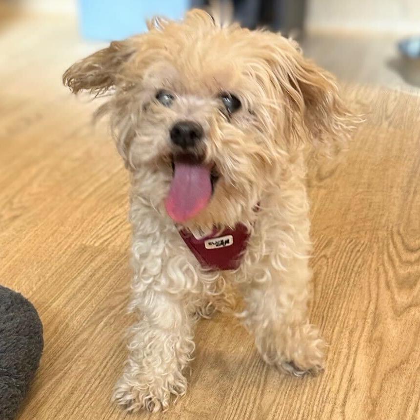 Enlarge Aerobics 13723, a Adoptable Maltese in San Francisco, CA image 2/6