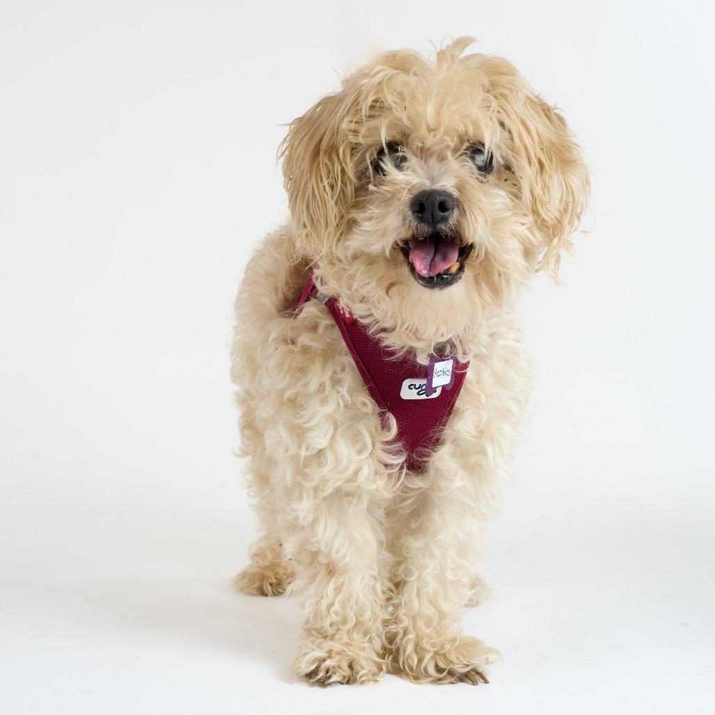 Enlarge Aerobics 13723, a Adoptable Maltese in San Francisco, CA image 3/6