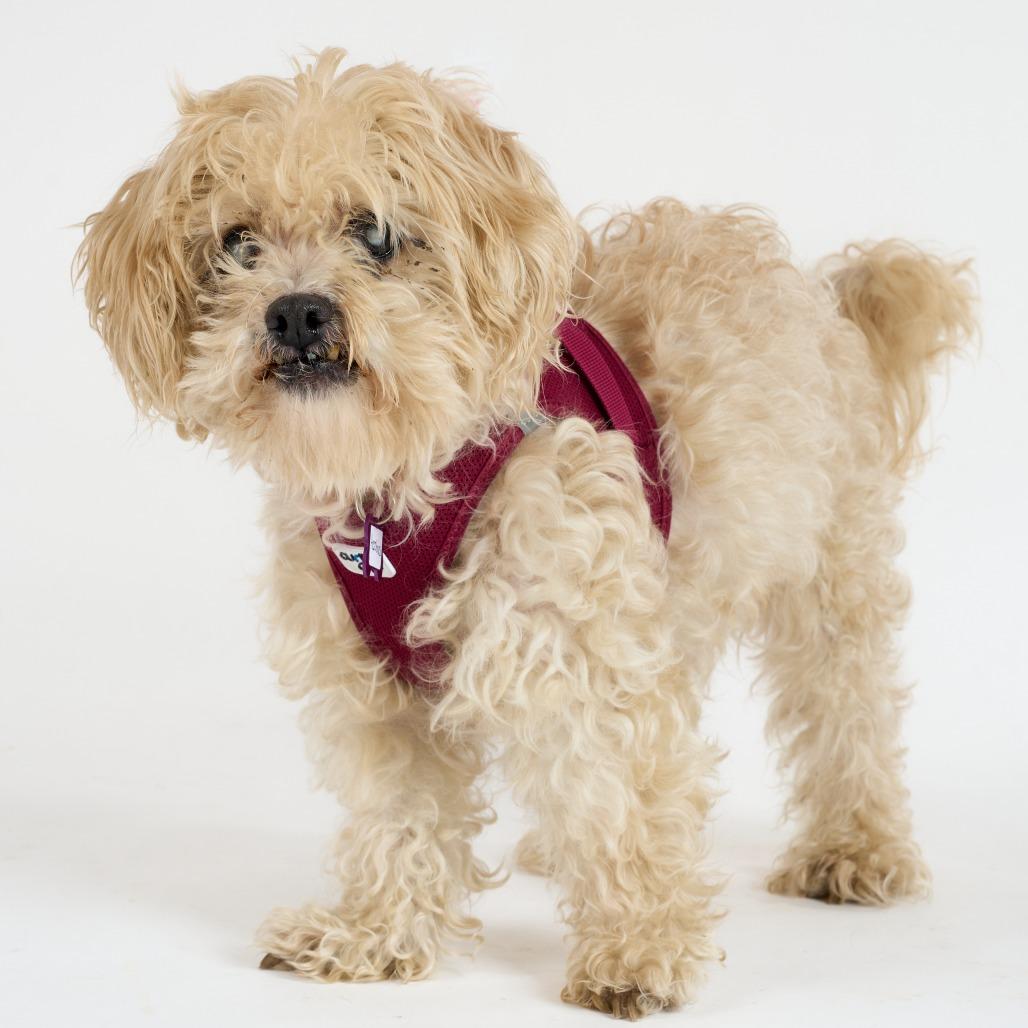 Enlarge Aerobics 13723, a Adoptable Maltese in San Francisco, CA image 4/6