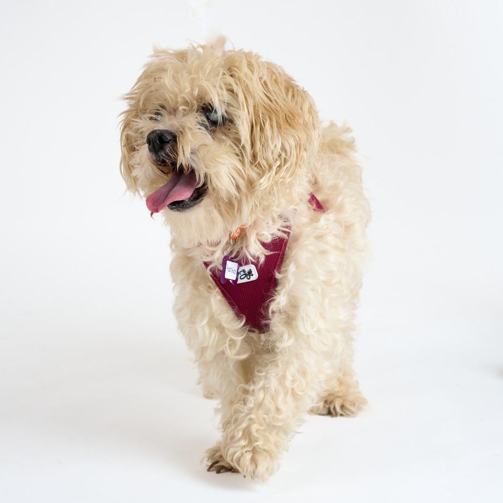 Enlarge Aerobics 13723, a Adoptable Maltese in San Francisco, CA image 5/6