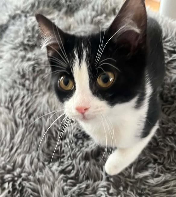 Enlarge Luna, an adopted Domestic Short Hair in Anjou, QC image 2/2