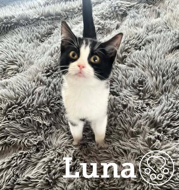 Enlarge Luna, an adopted Domestic Short Hair in Anjou, QC image 1/2
