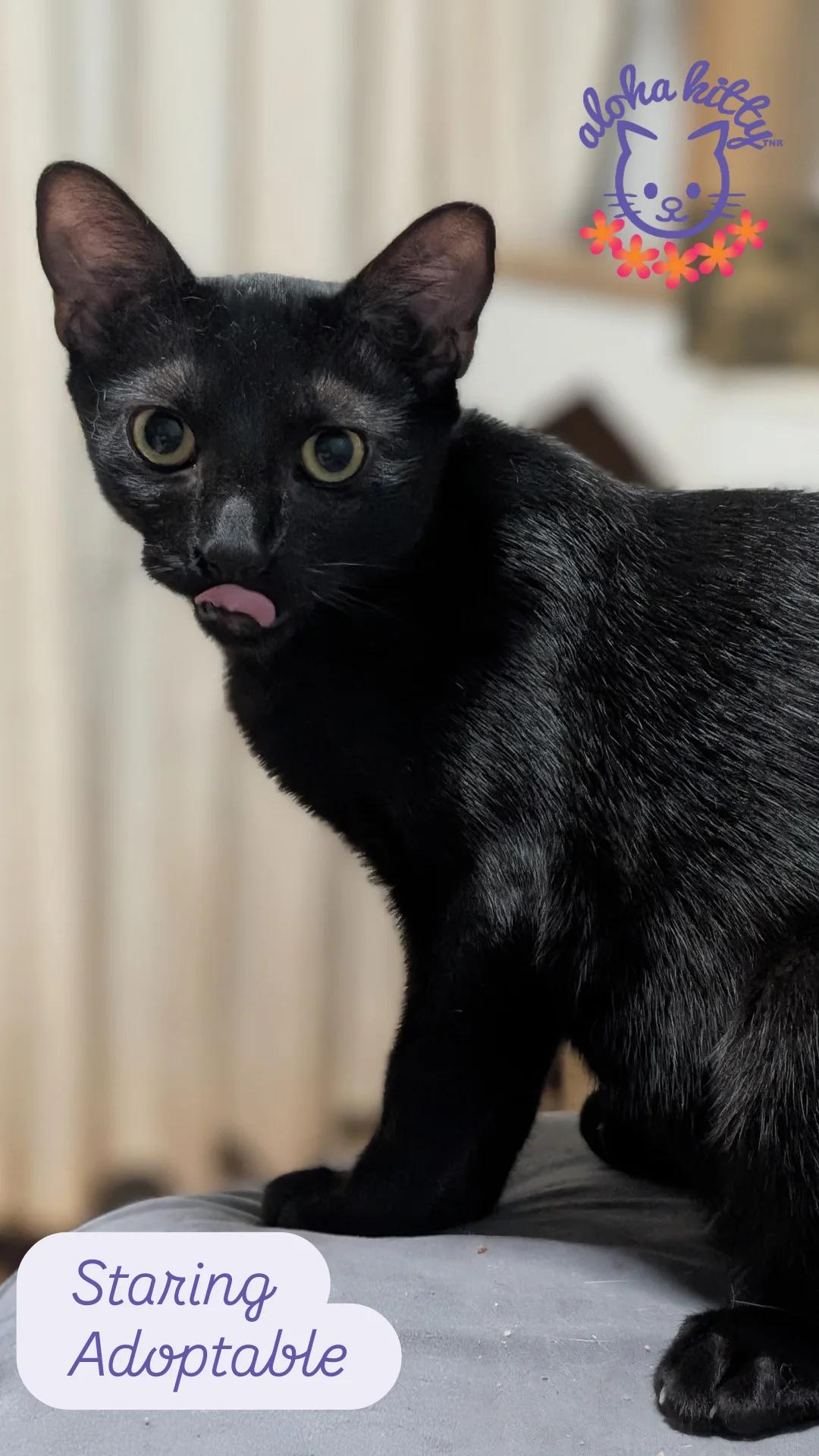 Enlarge Staring, a Adoptable Domestic Short Hair in Honolulu, HI image 1/1
