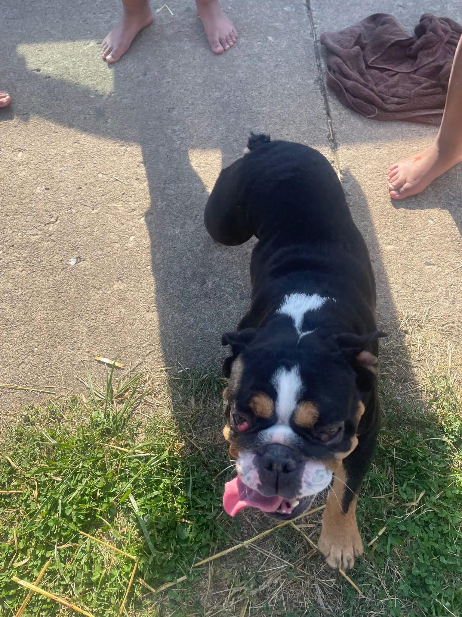 Enlarge Russel, a ADOPTABLE English Bulldog in Clairton, PA image 1/1