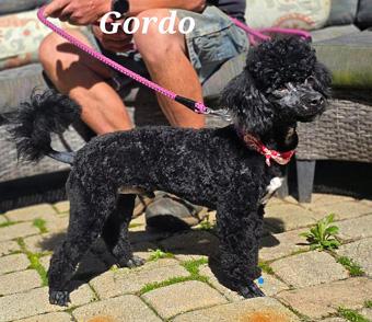 Enlarge Gordo, a ADOPTABLE Miniature Poodle in Canterbury, CT image 3/4
