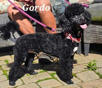 Enlarge Gordo, a ADOPTABLE Miniature Poodle in Canterbury, CT image 2/4