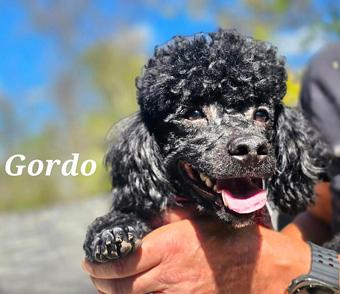 Gordo, ADOPTABLE, Puppy Male Miniature Poodle.