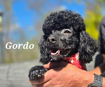 Enlarge Gordo, a ADOPTABLE Miniature Poodle in Canterbury, CT image 4/4