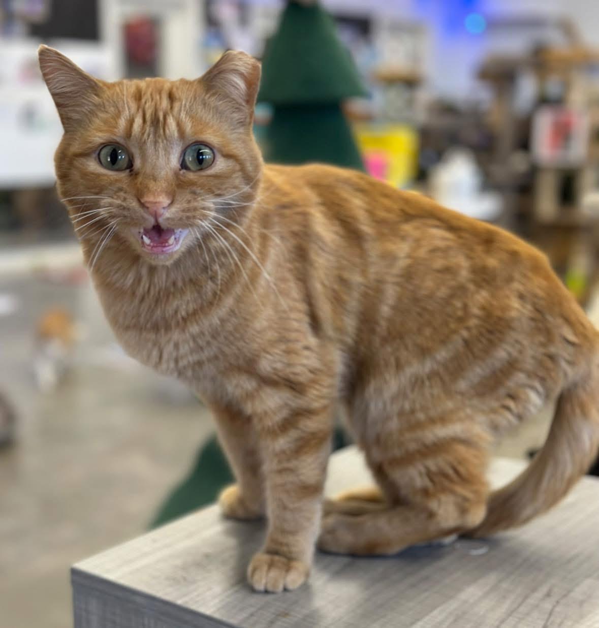 Gloria, a ADOPTABLE Domestic Short Hair in Faribault, MN image 1/2