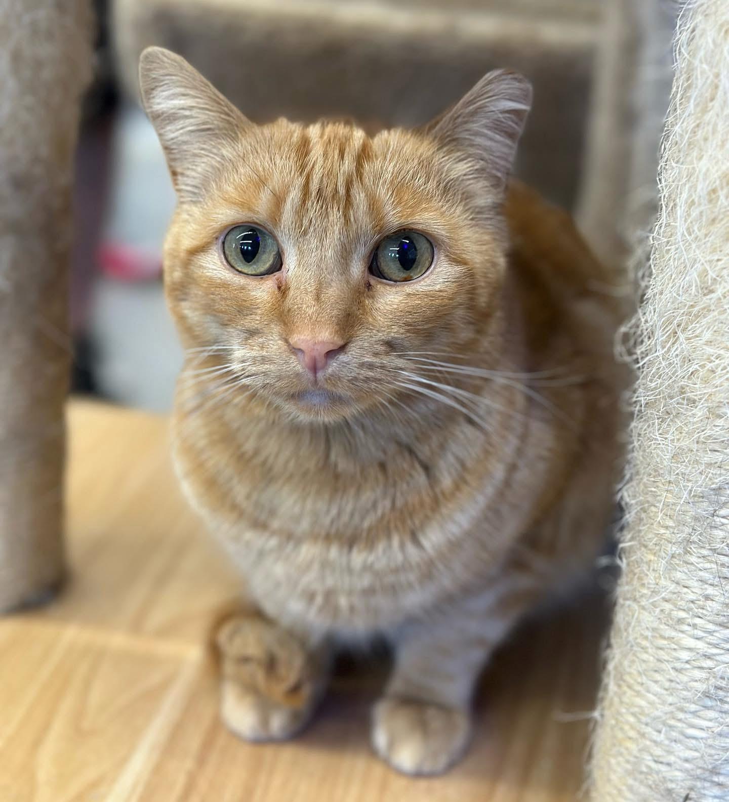 Gloria, a ADOPTABLE Domestic Short Hair in Faribault, MN image 2/2