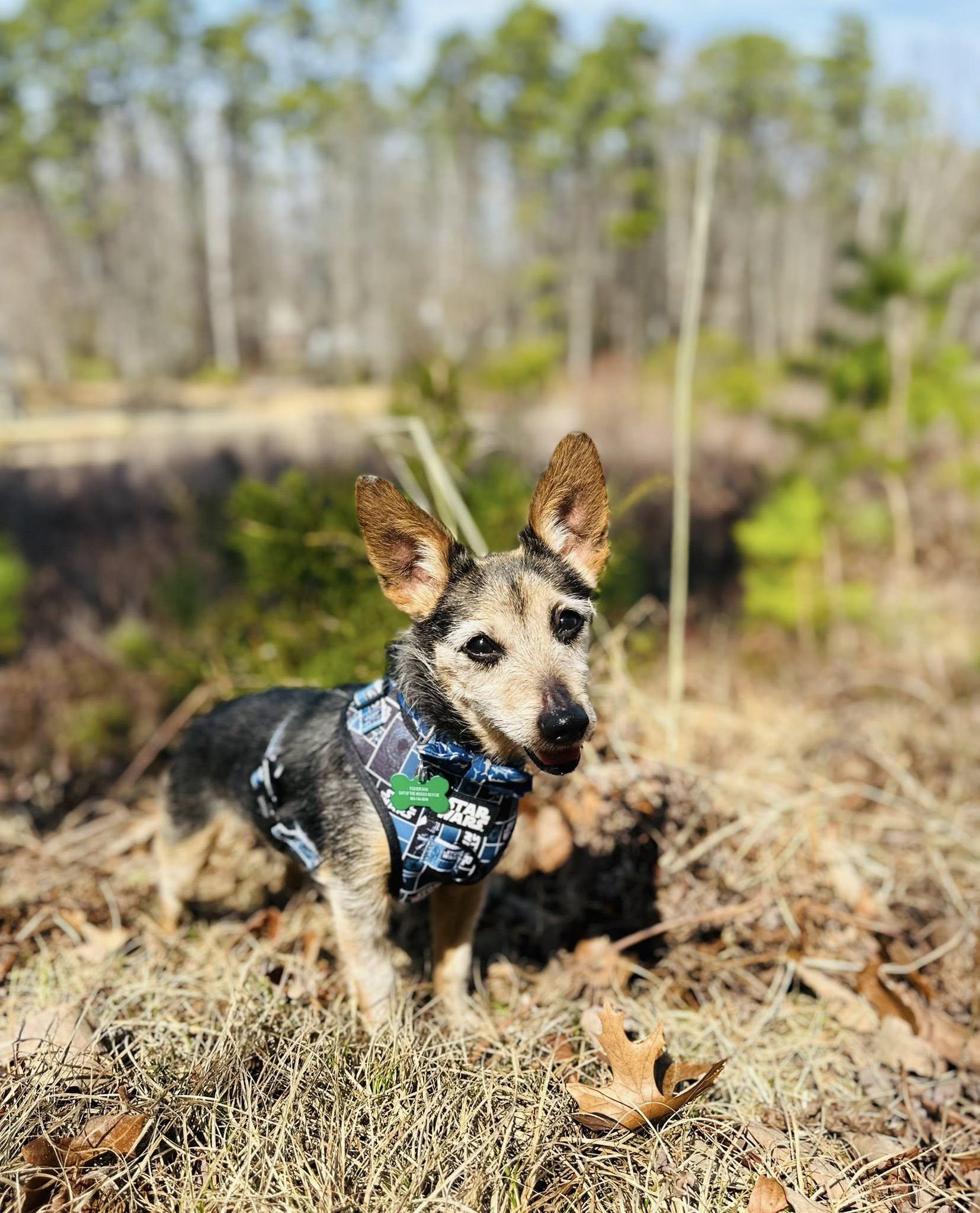 Enlarge Dennis , a ADOPTABLE mixed breed in Medford, NJ image 3/6