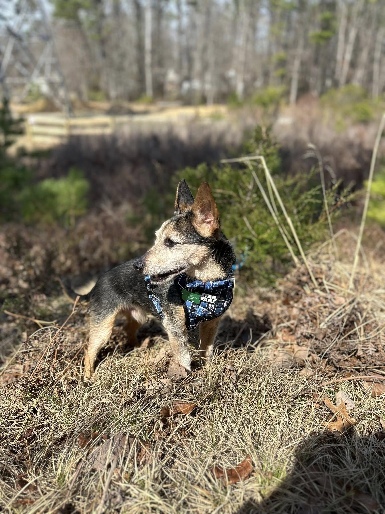 Enlarge Dennis , a ADOPTABLE mixed breed in Medford, NJ image 4/6