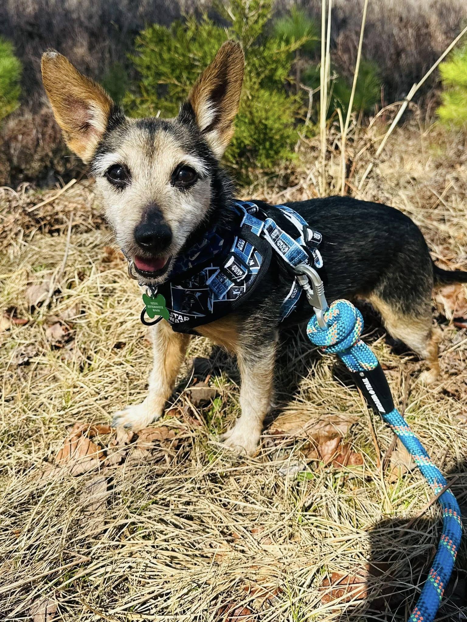 Enlarge Dennis , a ADOPTABLE mixed breed in Medford, NJ image 2/6