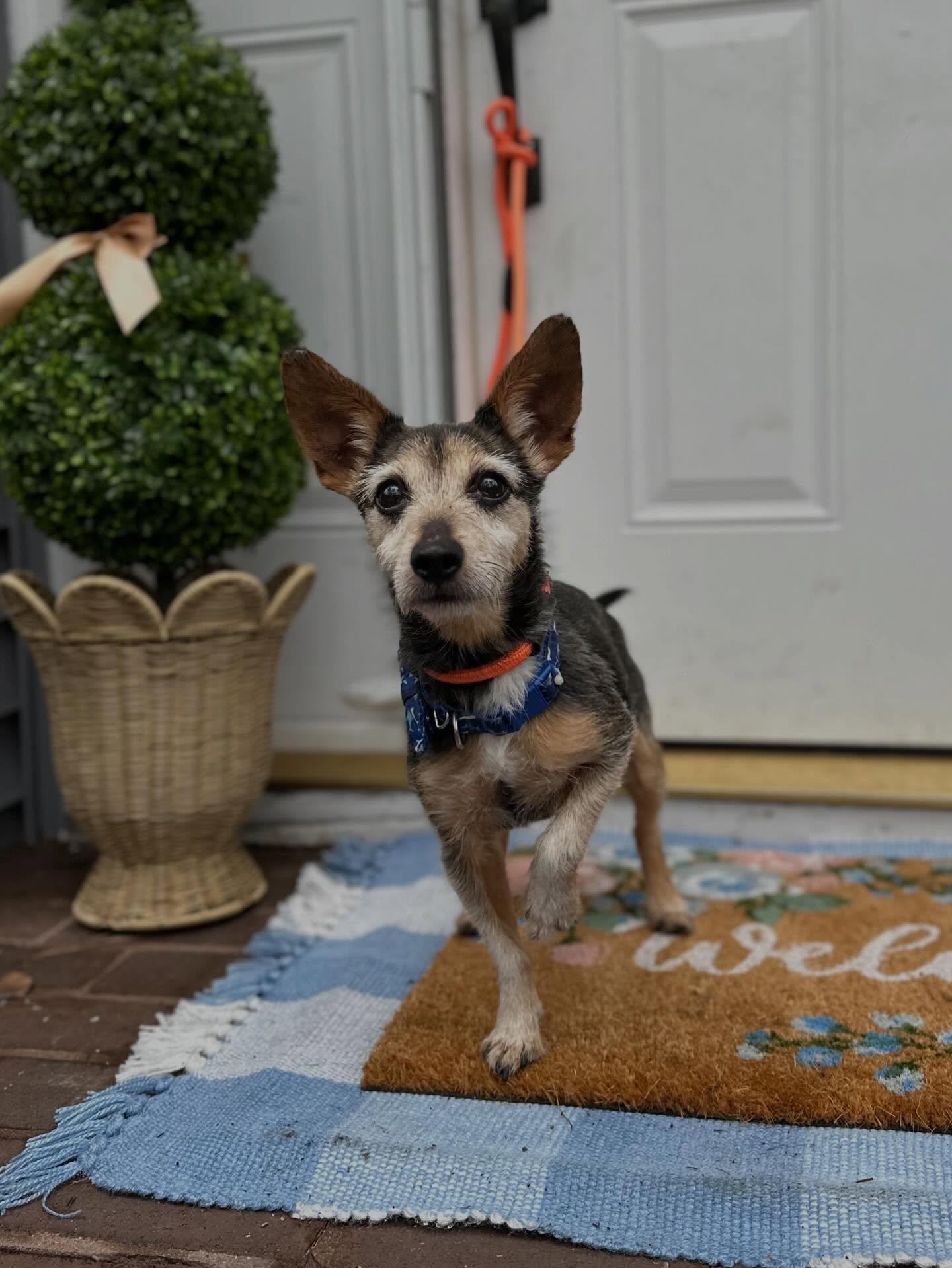 Enlarge Dennis , a ADOPTABLE mixed breed in Medford, NJ image 3/5