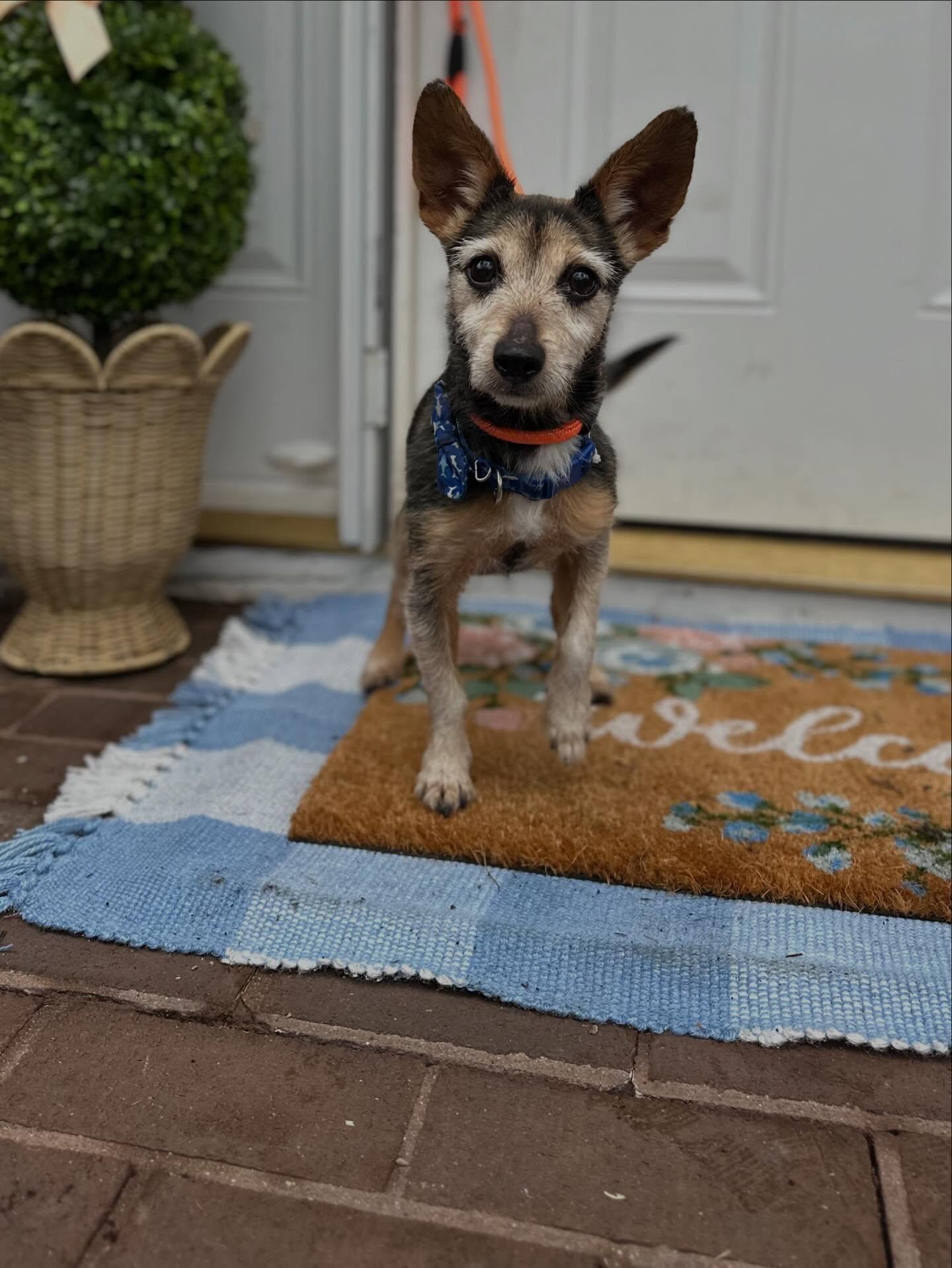 Enlarge Dennis , a ADOPTABLE mixed breed in Medford, NJ image 2/5