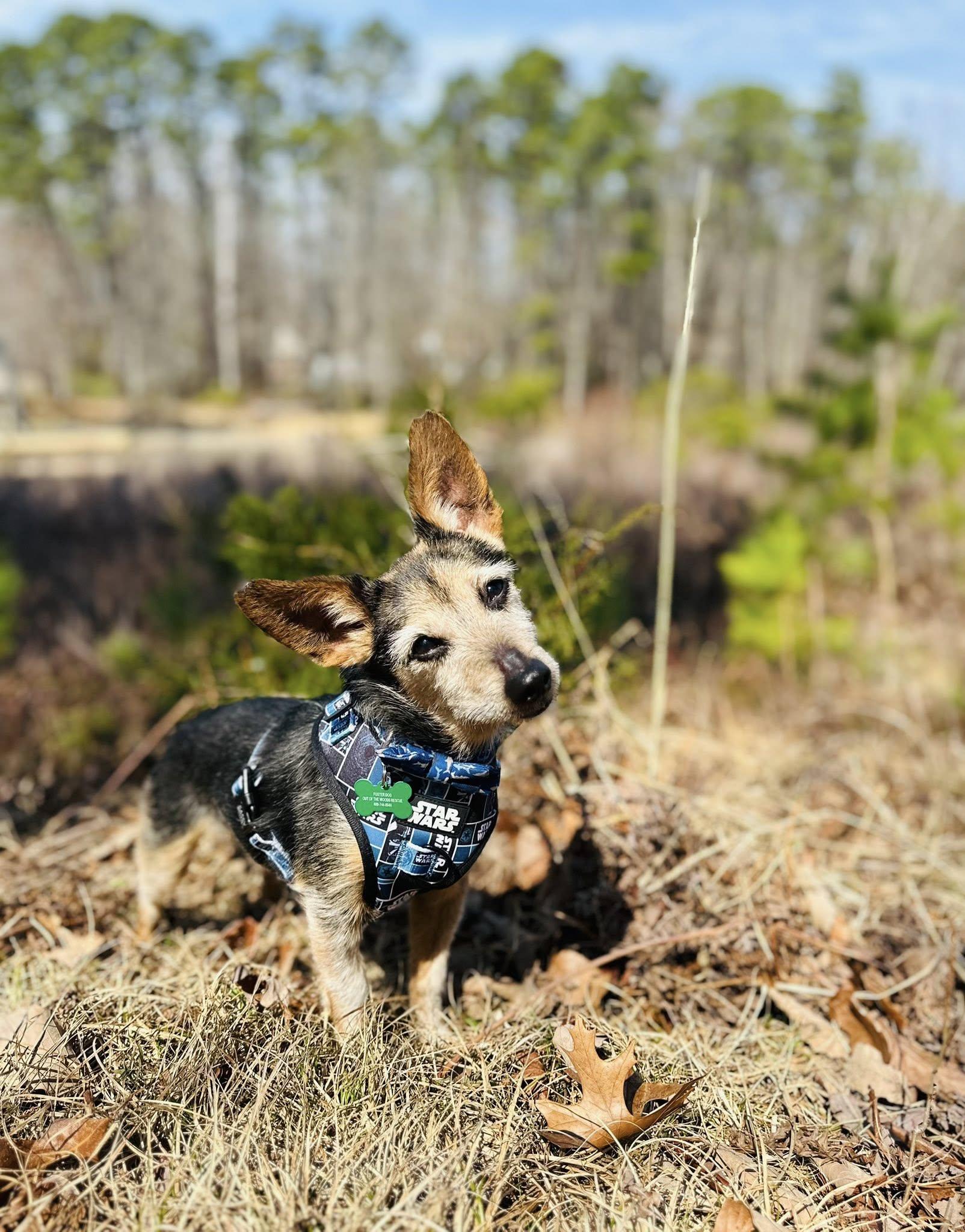 Enlarge Dennis , a ADOPTABLE mixed breed in Medford, NJ image 1/6