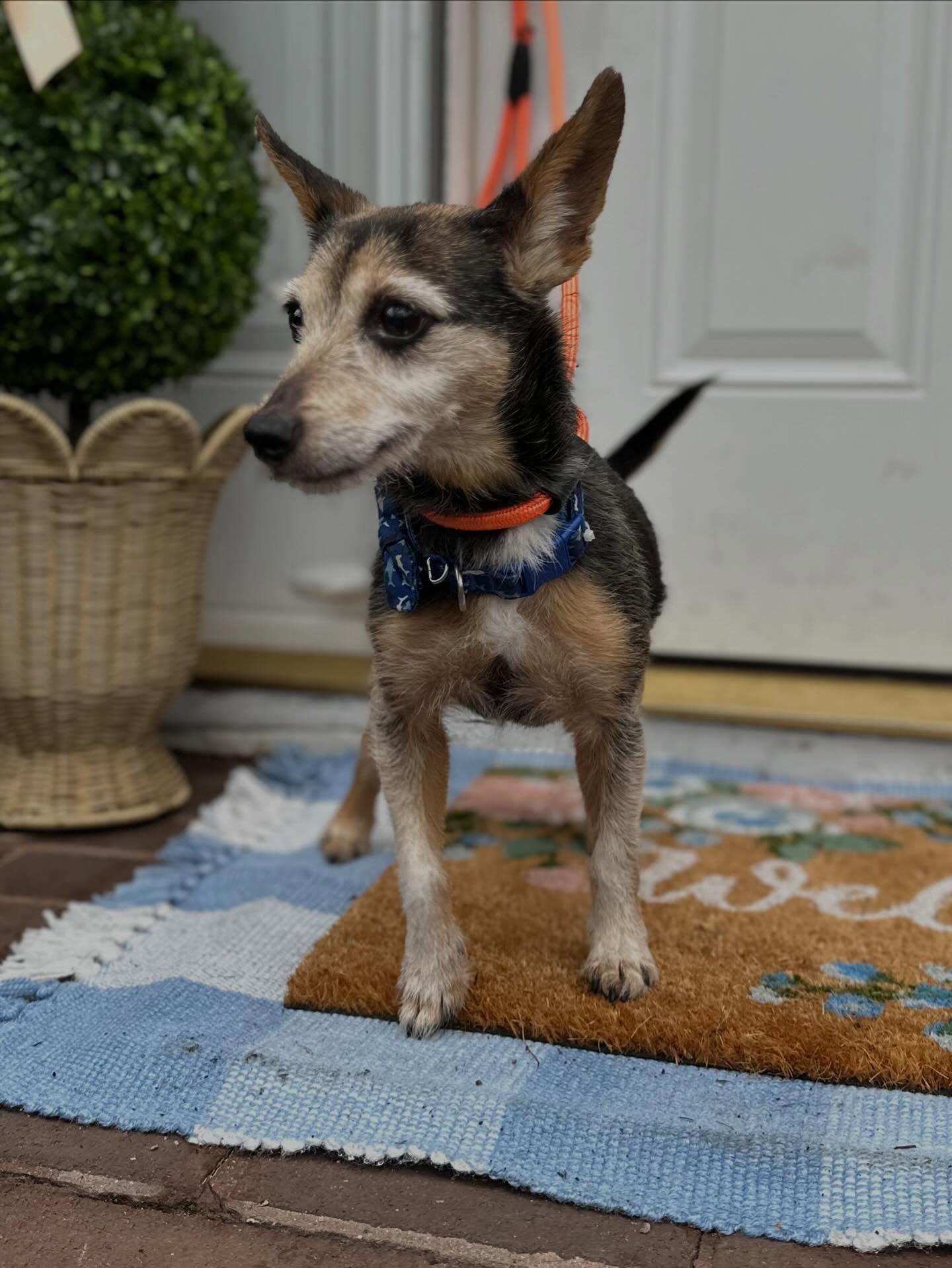 Enlarge Dennis , a ADOPTABLE mixed breed in Medford, NJ image 5/5