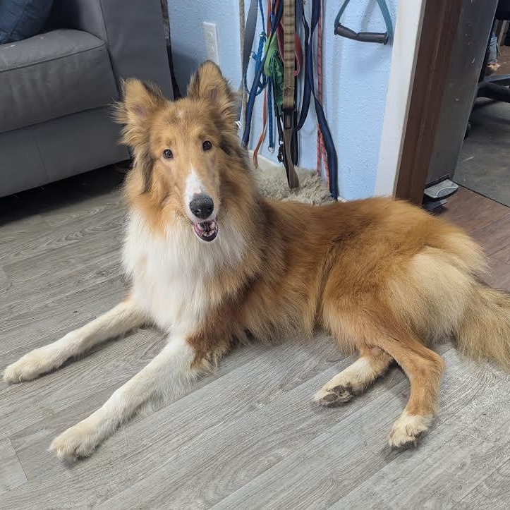 Wrangler, adopted, Young Male Rough Collie.