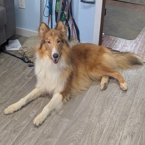 Enlarge Wrangler, an adopted Rough Collie in Blue Earth, MN image 4/5